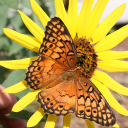 butterfly-at-government-canyon