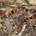 coral-snake