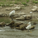 egrets-on-the-san-antonio-river