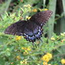 tiger-swallowtail