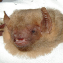 yellow-bat