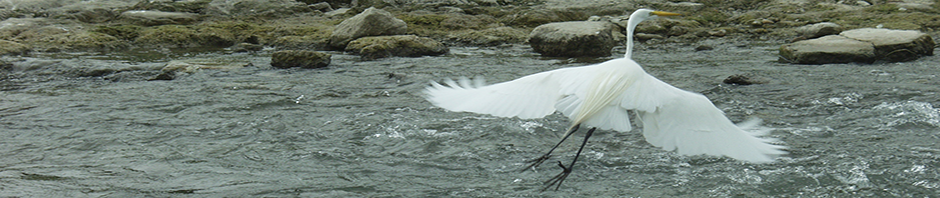 Egret in Flight
