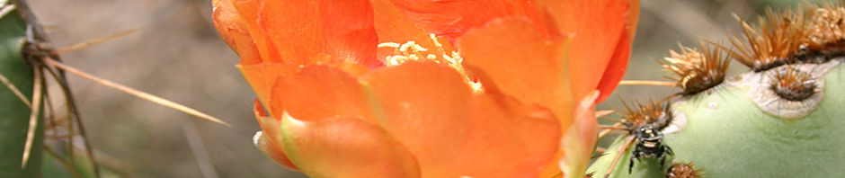 Prickly Pear Blossom...and Fly! ;-)