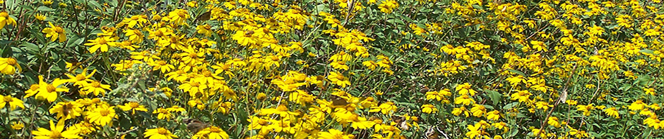 Wild Flowers at Government Canyon