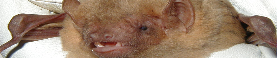 Yellow Bat